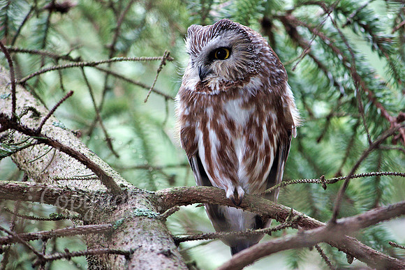 Saw Whet Owl, Braddock Bay